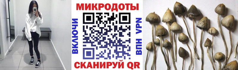 продажа наркотиков  Новозыбков  Псилоцибиновые грибы прущие грибы 