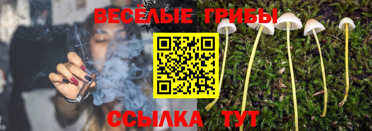Псилоцибиновые грибы Cubensis  Вход с VPN  Новозыбков 